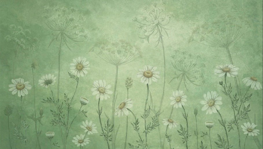 Wild daisy wallpaper