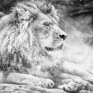 The King lion jungle wallpaper