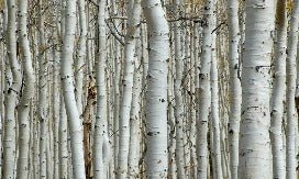 Birch forest wallpaper