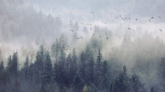 China Forest wallpaper