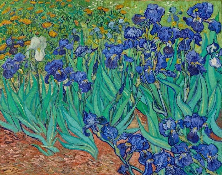 Iris flower wallpaper