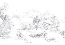 Watercolor pine forest wallpaper