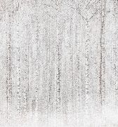 Enveloping birch forest wallpaper