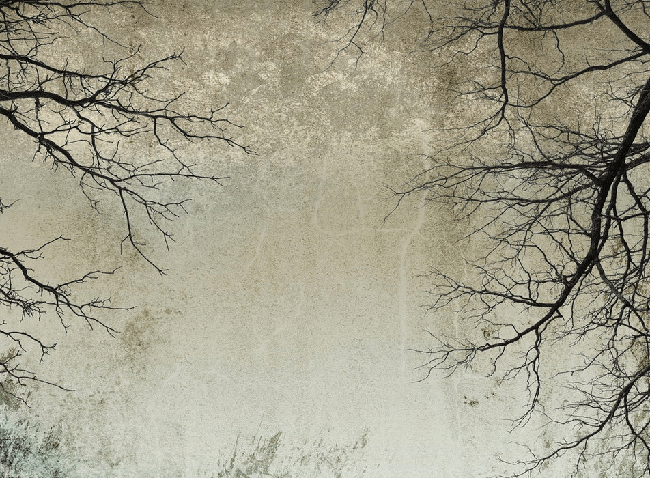 Enchanted Forest Wallpaper