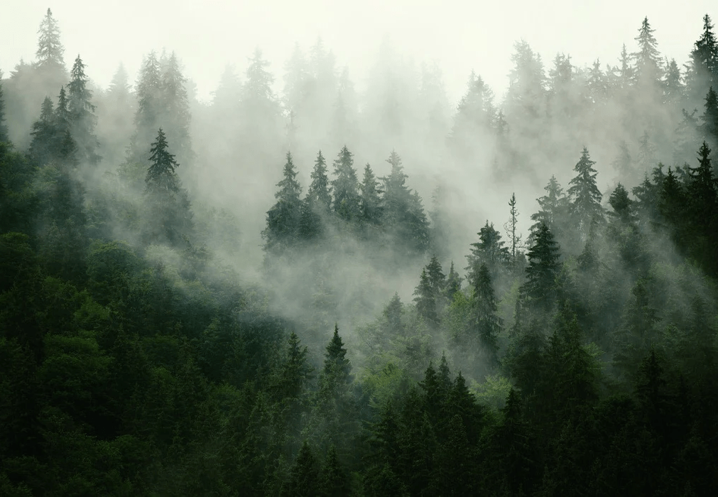 Green misty forest wallpaper
