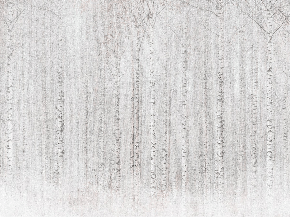 Enveloping birch forest wallpaper