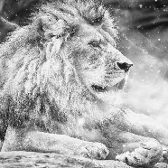 Jungle the King Lion Wallpaper