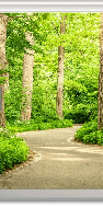 Forest Walk Toilet Wallpaper