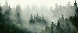 Papel pintado Bosque nebuloso verde