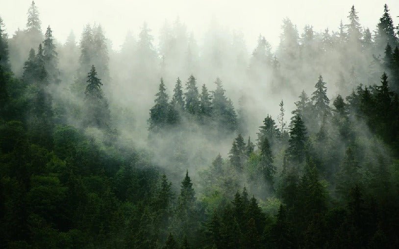 Papier peint forêt brumeuse verte