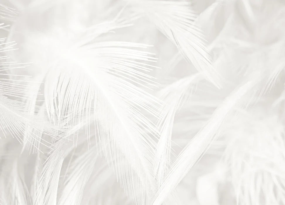 Papier peint plume subtile