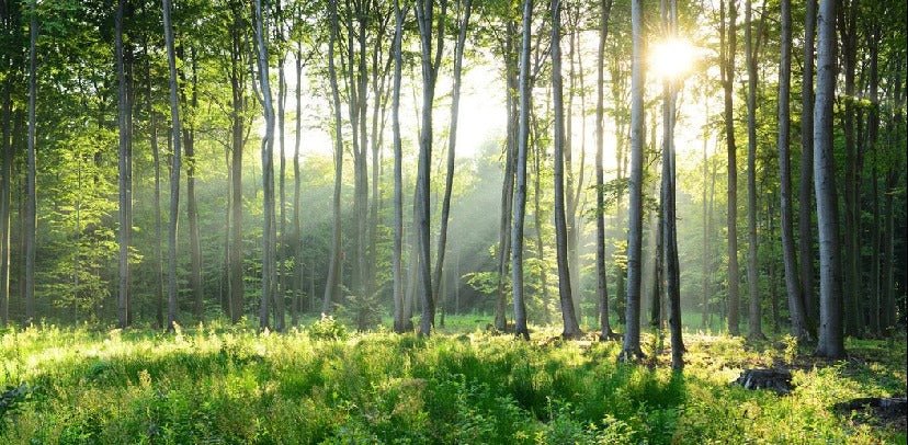 Carta da parati panoramica della pineta