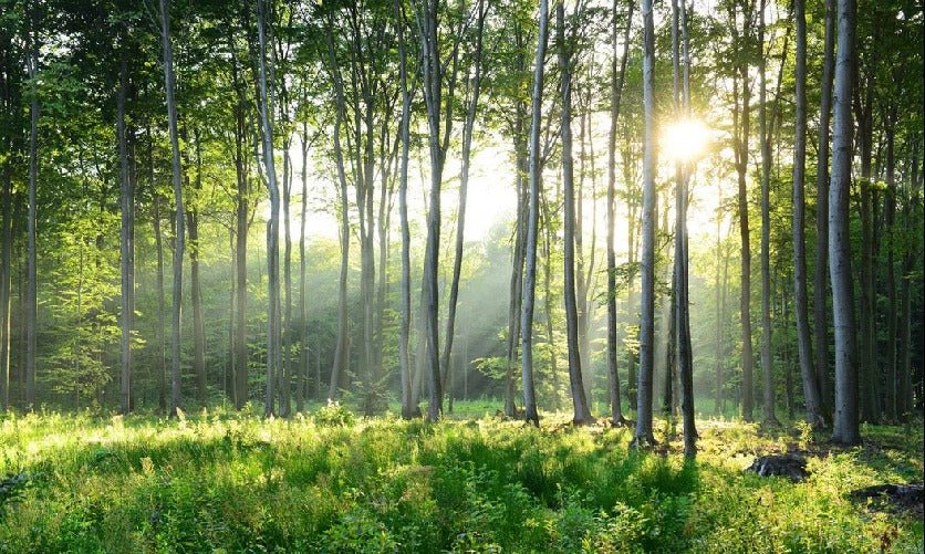 Papier peint panoramique forêt de pins, XXL, tendance