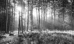 Papier peint panoramique forêt de pins, XXL, tendance