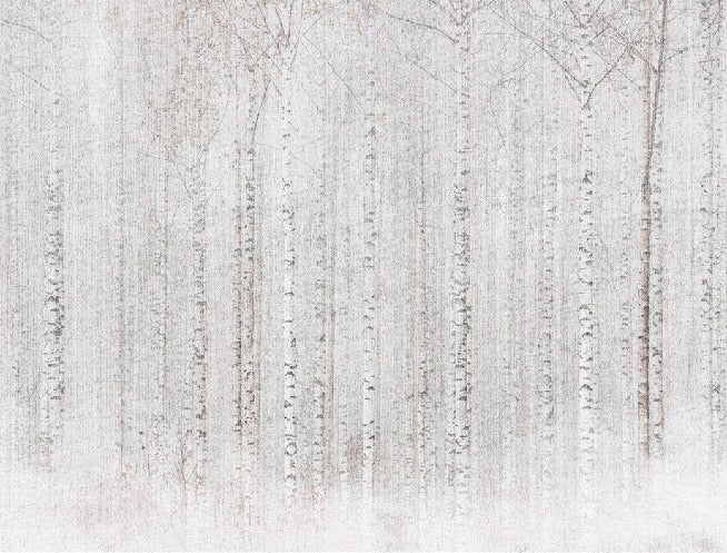 Enveloping birch forest wallpaper