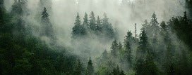 Papel pintado Bosque nebuloso verde