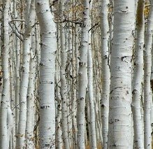 Papier peint Forêt de bouleau