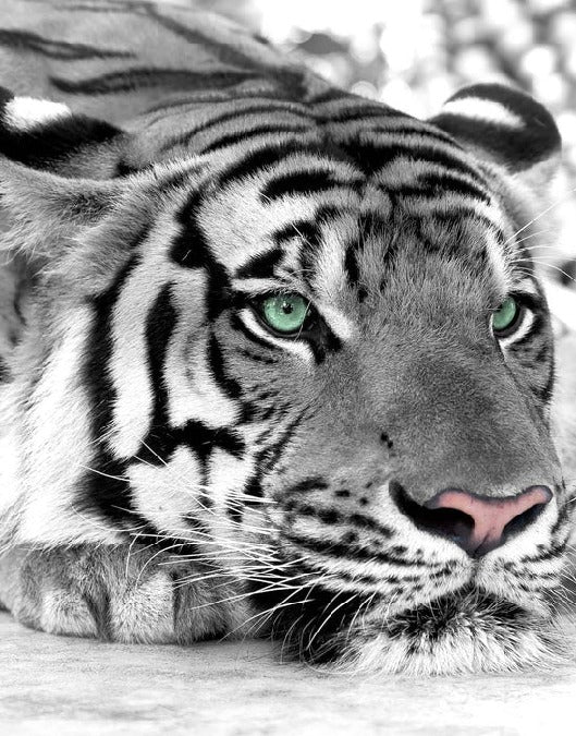 Papier peint Tigre Blanc Majestueux