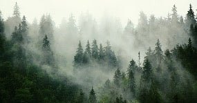 Papier peint forêt brumeuse verte