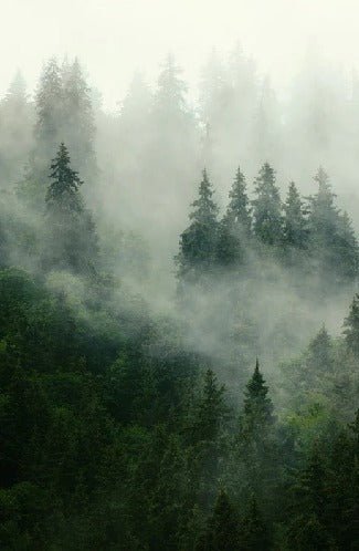 Papier peint forêt brumeuse verte