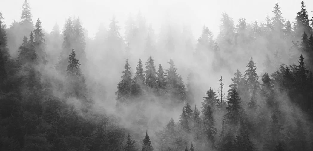 Papier peint forêt brumeuse noir et blanc, XXL, tendance