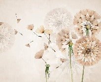 Papier peint fleur pissenlit