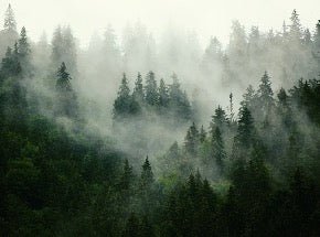Papel pintado Bosque nebuloso verde