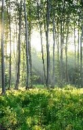 Forêt de Pins toilet wallpaper