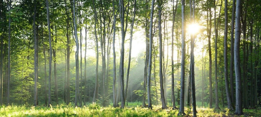 Carta da parati panoramica della pineta