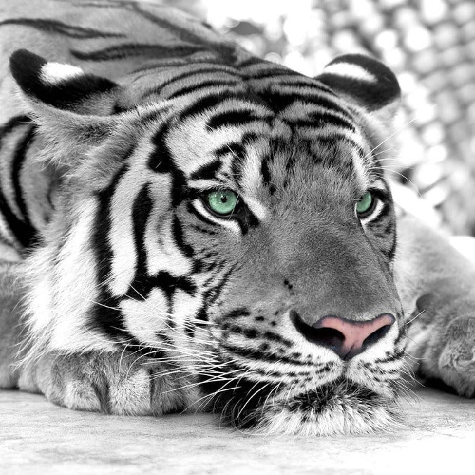 Carta da parati Majestic White Tiger