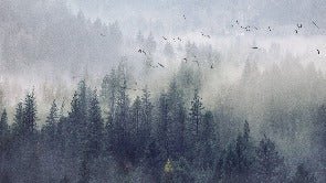 China Forest wallpaper