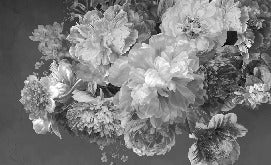 Tapete Pfingstrosenblüte schwarz und weiß