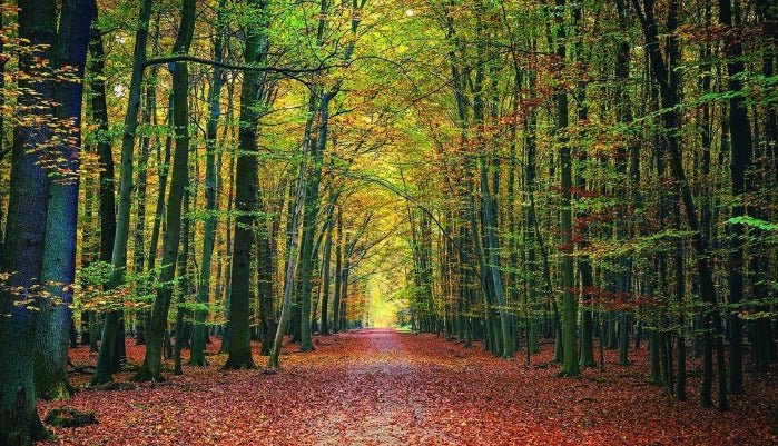Papier peint panoramique forêt du Vercors