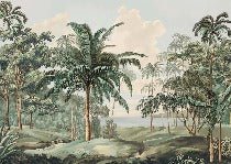 Carta da parati del paesaggio di Sulawesi