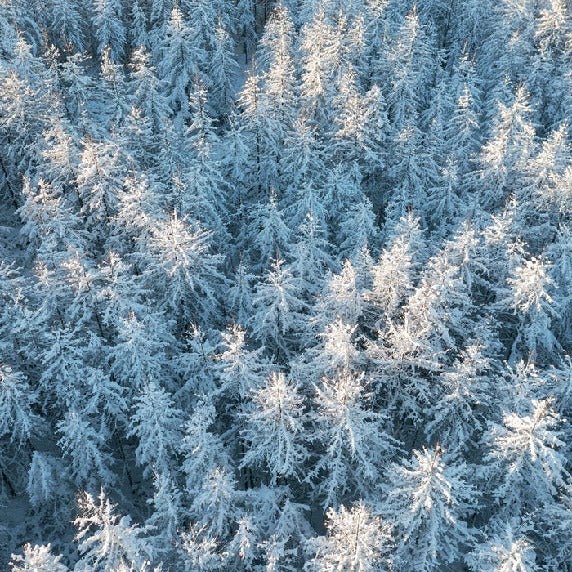Papel pintado Bosque de picos alpinos