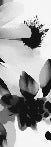 Papier peint fleur hypnotique noir et blanc, mural concept, tendance