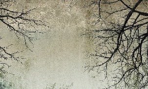 Papier peint Forêt Enchantée