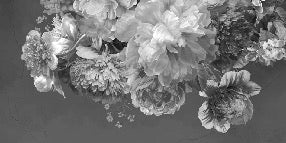 Tapete Pfingstrosenblüte schwarz und weiß