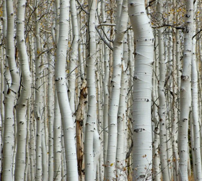 Papel pintado Bosque de abedules