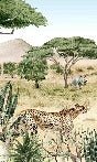 Papier peint enfant savane secrète
