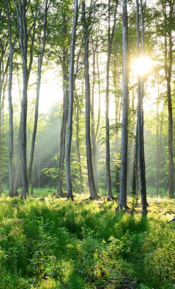 Papier peint panoramique forêt de pins, XXL, tendance