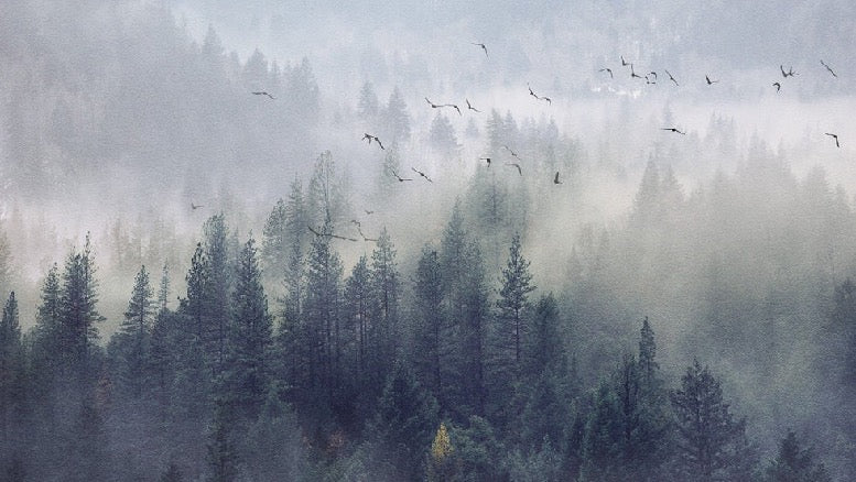 China Forest wallpaper