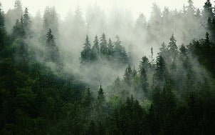 Papier peint forêt brumeuse verte