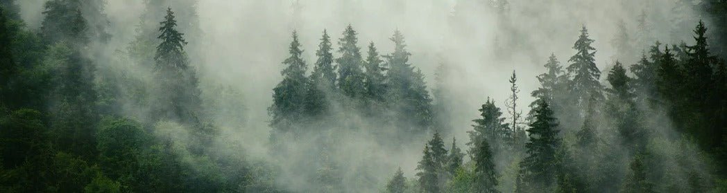 Papel pintado Bosque nebuloso verde