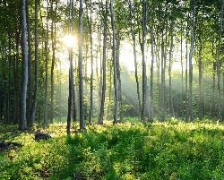 Carta da parati panoramica della pineta