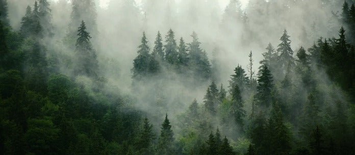 Papier peint forêt brumeuse verte, XXL, tendance