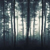 Papier peint Brume d'automne, XXL, tendance