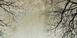 Papier peint Forêt Enchantée