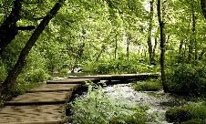 Papier peint bistrot trompe l'œil chemin forestier, XXL, tendance