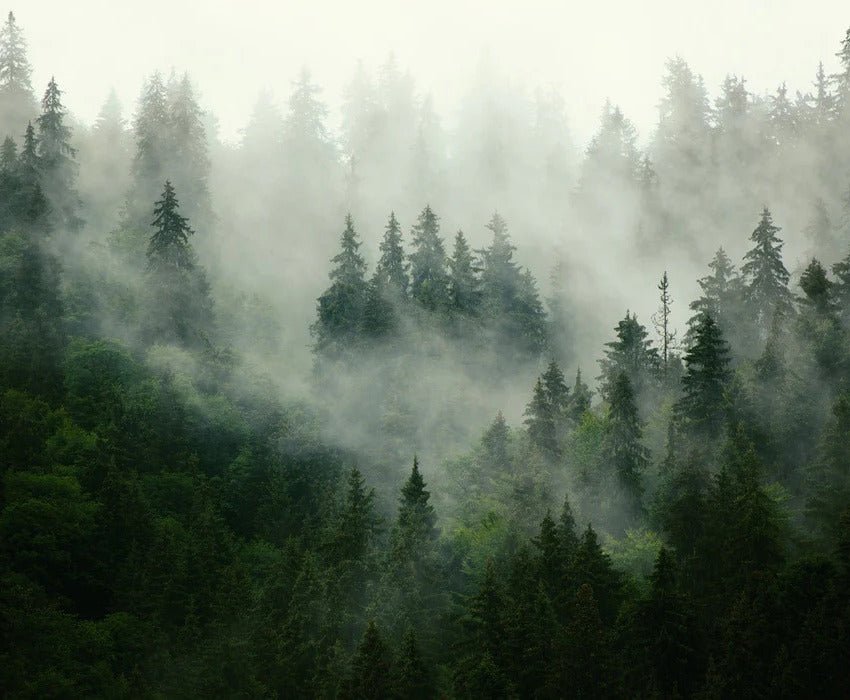 Papier peint forêt brumeuse verte